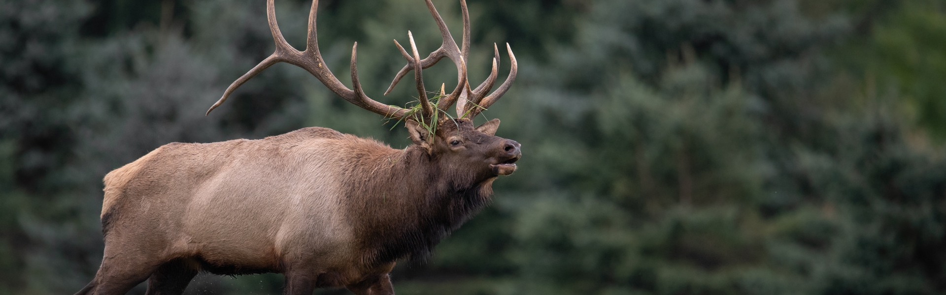Trophy Private Land Elk Hunts Oklahoma
